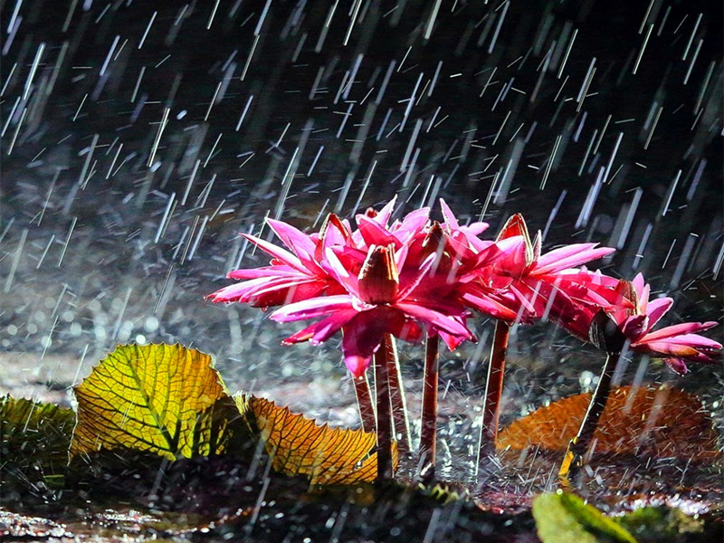 聽(tīng)雨有感：風(fēng)吹雨打知生活，苦盡甘來(lái)懂人生！