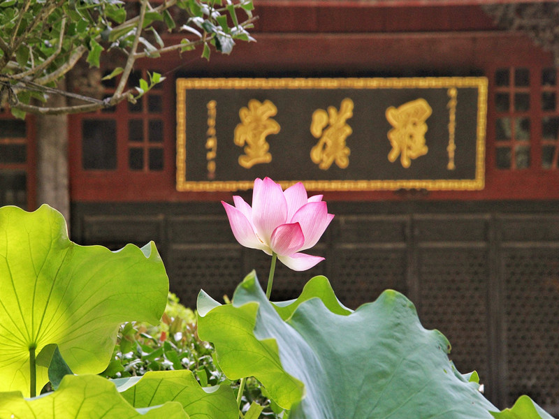 讓我們一起播種善良之花